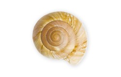 ORGANIC SNAIL