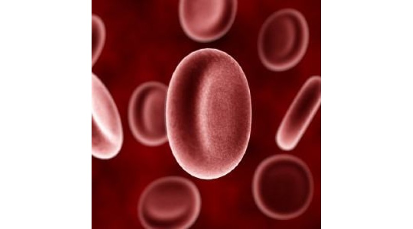 ΜΕΣΟΓΕΙΑΚΗ ΑΝΑΙΜΙΑ